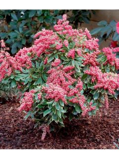 Andromède du Japon - Pieris japonica Passion