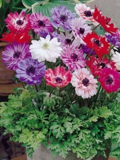 Anémone de Caen, Anémone des fleuristes 'Sainte Brigitte' Anémone de Caen, Anémone des fleuristes 'Sainte Brigitte'