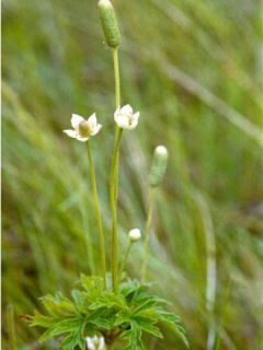 Anemone cylindrica - Anémone cylindrique