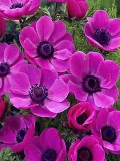 Anemone coronaria Sylphide - Anémone de Caen