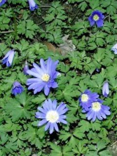 Anémone de Grèce 'Blue Shades'