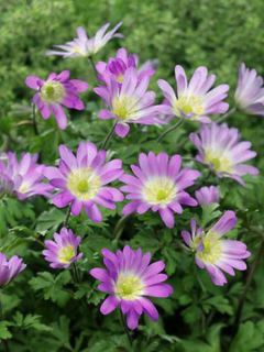 Anémone de Grèce 'Charmer'