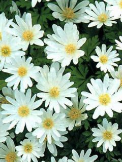 Anémone de Grèce 'White Splendour'