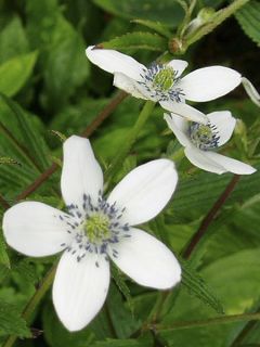 Anémone des rives - Anemone rivularis