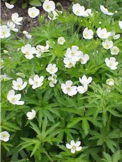 Anémone du Canada - Anemone canadensis