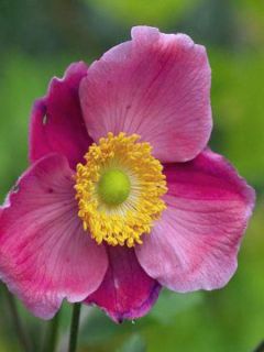 Anémone du Japon 'Hadspen Abundance' Anémone du Japon 'Hadspen Abundance'