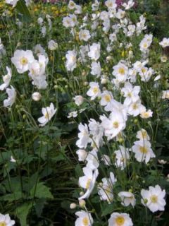Anémone du Japon 'Honorine Jobert'