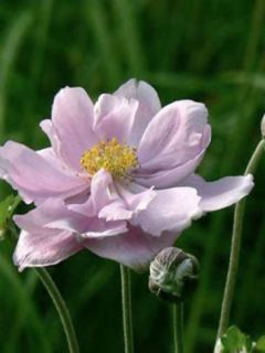 Anémone du Japon 'Mont Rose'