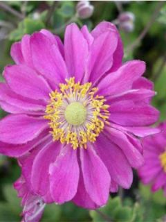 Anémone du Japon 'Pamina'