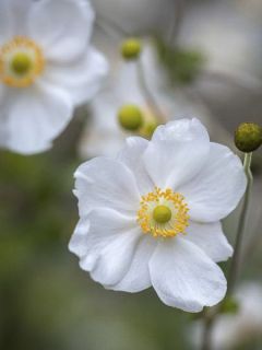 Anémone du Japon 'Pretty Lady Maria' Anémone du Japon 'Pretty Lady Maria'