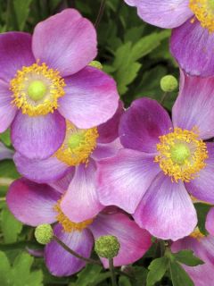 Anémone du Japon 'Pretty Lady Susan' Anémone du Japon 'Pretty Lady Susan'