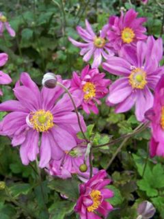 Anémone du Japon 'Prinz Heinrich' Anémone du Japon 'Prinz Heinrich'