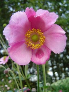 Anémone japonaise Rosenschale