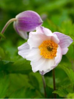 Anemone Ruffled Swan - Anémone japonaise