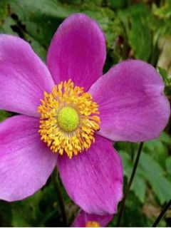 Anémone japonaise hupehensis splendens Anémone japonaise hupehensis splendens