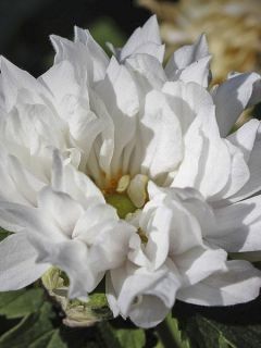 Anémone du Japon 'Tiki Sensation ' Anémone du Japon 'Tiki Sensation '