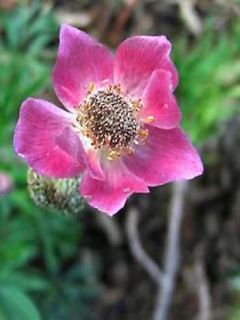 Anemone multifida Rosea - Anémone multifide Anemone multifida Rosea - Anémone multifide