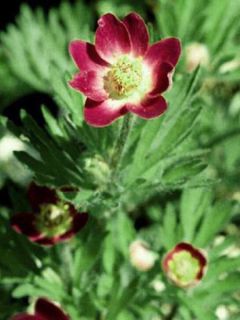 Anemone multifida Rubra - Anémone multifide 
