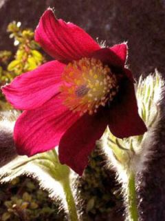 Anémone pulsatile 'Rubra'