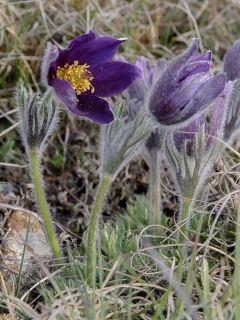 Anémone pulsatile 'Violet'