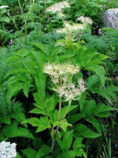 Angélique officinale