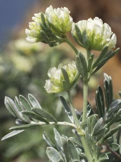 Anthyllide barbe de Jupiter, Arbuste d'argent