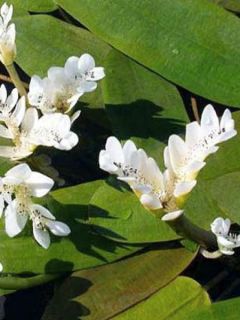 Aponogeton à deux épis, vanille d'eau