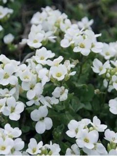Corbeille d Argent, Arabis Caucasica Bakkely