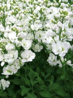 Arabette du Caucase 'Plena'