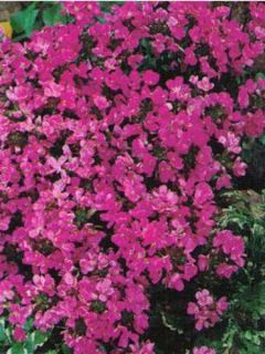 Arabis caucasia Hedi - Arabette du Caucase