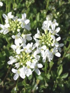 Arabette 'Neuschnee'