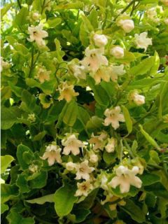 Araujia sericofera alba, plante cruelle