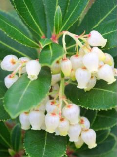 Arbousier, Arbre à fraises 'Rubra'