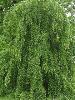 Arbre à caramel pleureur
