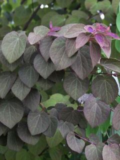 Arbre à caramel 'Rotfuchs'