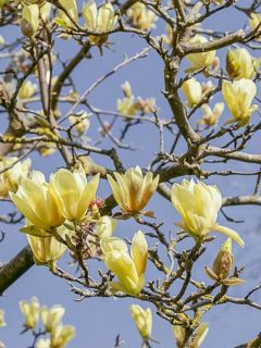 Magnolia acuminata Butterfly - Arbre à cornichons