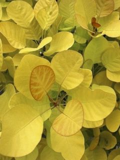 Cotinus coggygria Golden Lady - Arbre à perruque