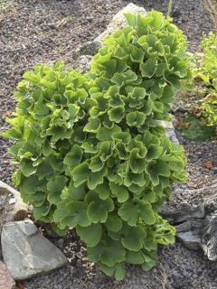 Arbre aux 40 écus 'Troll'