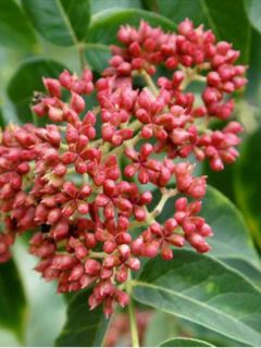 Arbre aux abeilles, Arbre à miel, Arbre aux cent mille fleurs