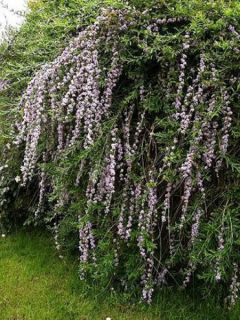 Arbre aux papillons à feuilles alternes