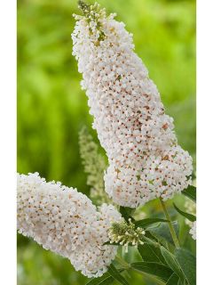 Arbre aux papillons 'Argus® White'