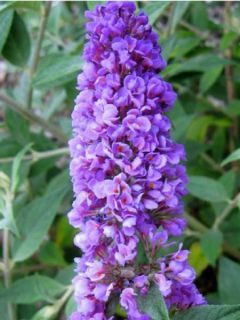 Buddleia Blue Chip - Pot de 4,5L