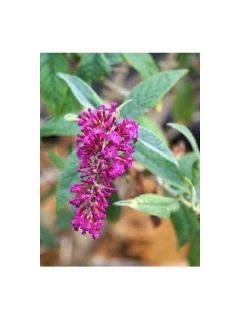 Arbre aux papillons 'Miss Ruby'