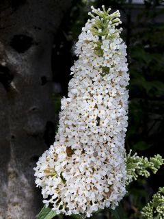 Arbre aux papillons 'Rêve de Papillon White'