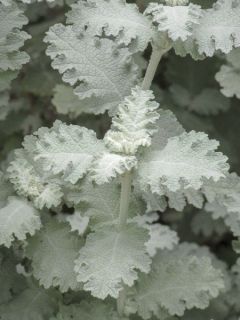 Arbre aux papillons 'Silver Service'