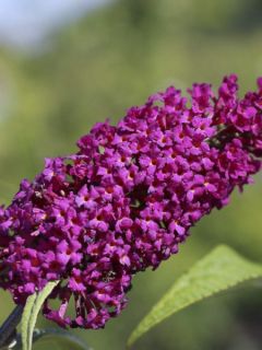 Buddleia davidii Summer Beauty