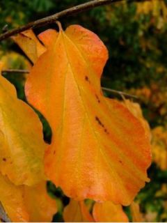 Arbre de fer - Parrotia persica