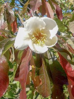 Franklinia alatamaha - Arbre de Franklin