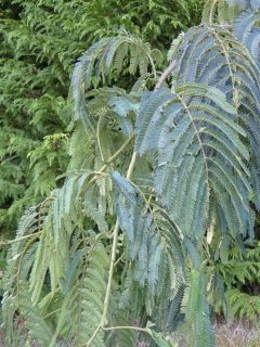 Albizia julibrissin Shidare - Arbre à soie pleureur
