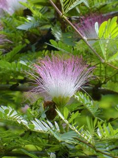 Pompon du marin - Calliandra surinamensis